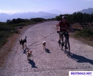  Bicycle tour with dogs on Crete.