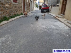 Under the red pick-up was rescue puppy ‘Simba’ sitting.