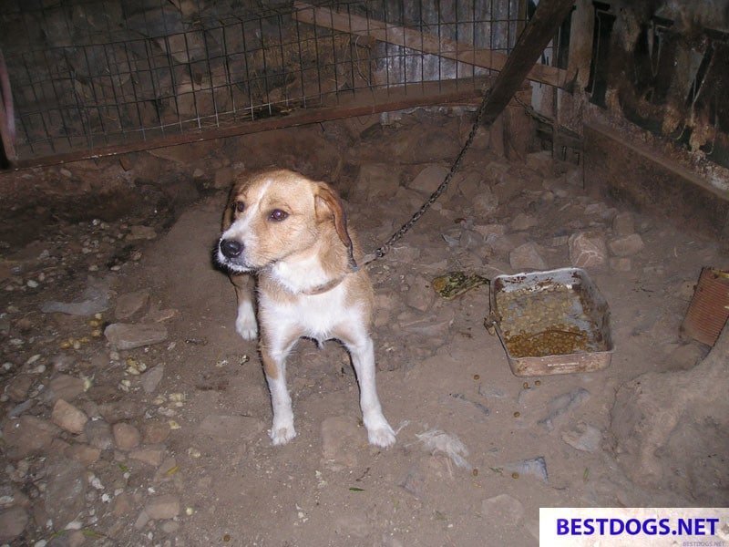 illegal keeping of chained barrel dogs