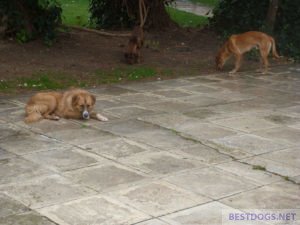 group of street dogs