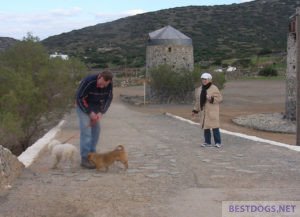 stray dog