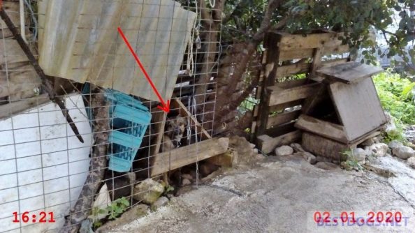 Animal abuse Flamourina