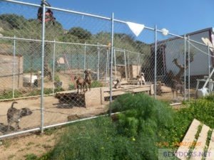Dog kennel next to Nikos container house.
