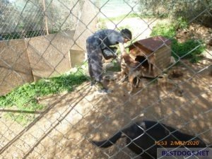 Nikos feeding the dogs.